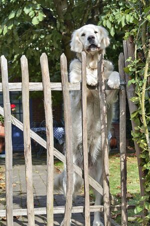 Labrador keeps the garden and the fenceの写真素材