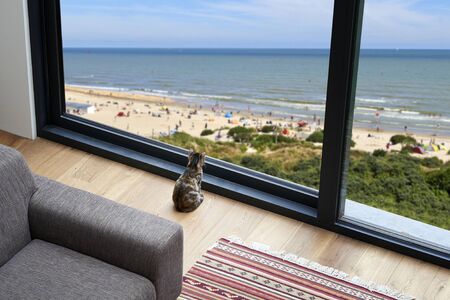 Little cat looking outside at beach and seaside, view from topの写真素材
