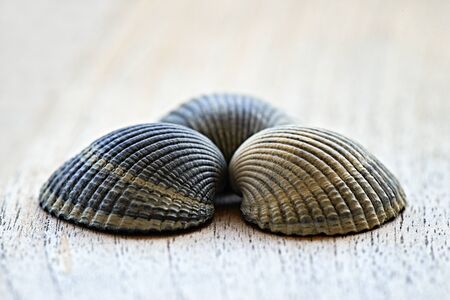 Three beautifull shells in design conceptの写真素材