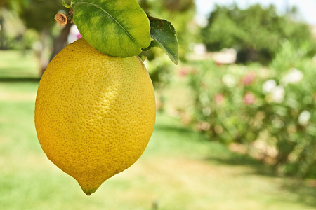 Yellow lemon hanging on branch from citrus tree, low deep of fieldの写真素材