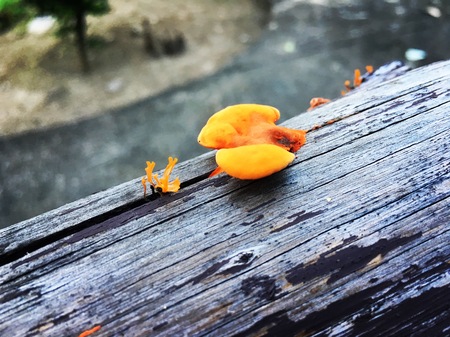 Mushroom orange