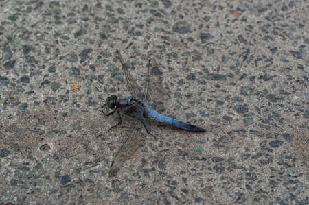 dragonfly sitting on a rockの写真素材