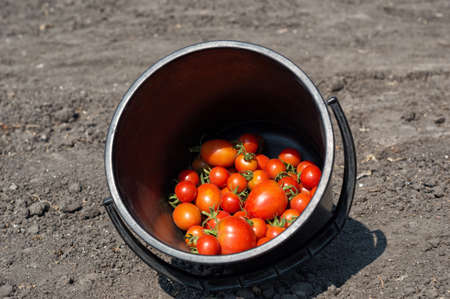 harvest in the gardenの写真素材