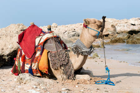 Travel to Africaの写真素材