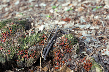 walks on spring Parkの写真素材