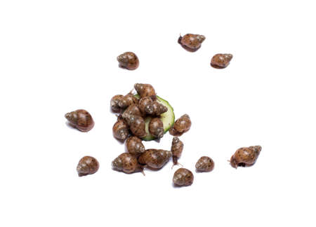 African snail cute petsの写真素材