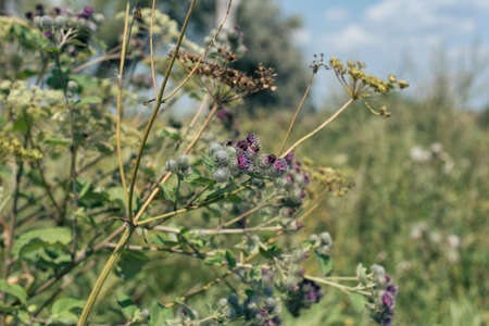 Photo from the life of wildlifeの写真素材