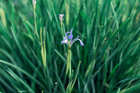 Wild landscapes in Europeの写真素材
