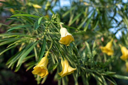 Wild landscapes of northern africaの写真素材