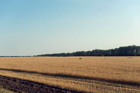 Harvesting wheat field in summer