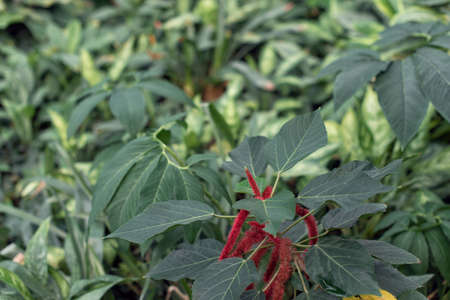 Walk in the greenhouse of the botanical gardenの写真素材