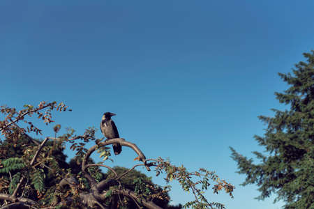 Lone raven sitting on a branch in a parkの写真素材