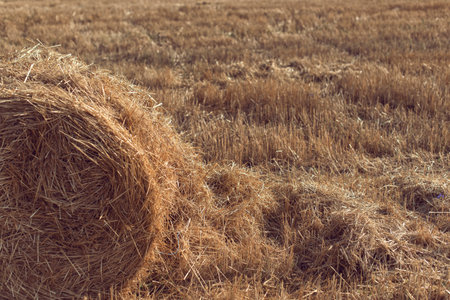 Harvesting wheat field in summer