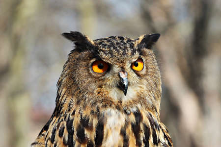 portrait of the eagle owlの写真素材
