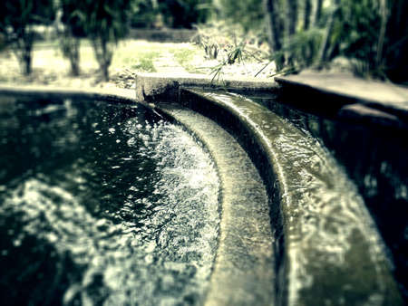 In the garden Krabi Thailand.の素材