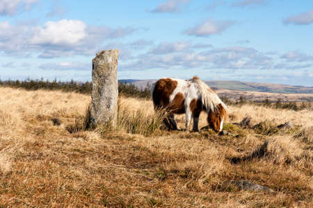 A beautiful pony in Dartmoor National Parkの写真素材