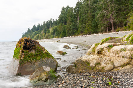 rocky shore of the lake with green algae on it and forest in the background