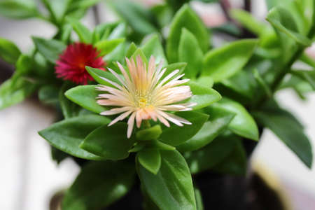 Small flower