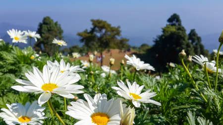 Daisy flower bloom in summer season at scenic view pointの写真素材
