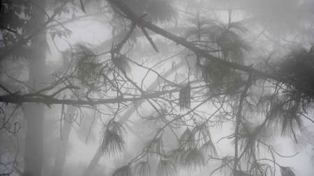 A Creepy Mistの写真素材