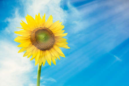 Sunflower in sky background. Sunflower with sun light.の写真素材