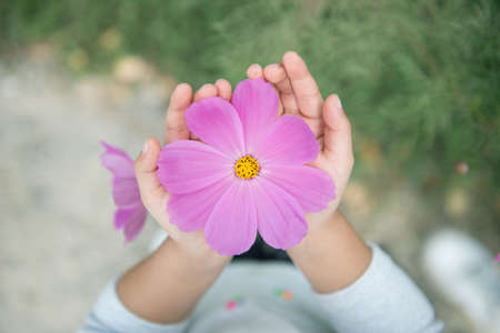 Cosmos flowers in child hand. close-up viewの写真素材