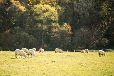 Flock of sheep grazing in a hillの写真素材