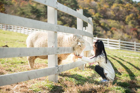 Happy girl feeding sheep ranch in South Koreaの写真素材
