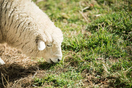 Sheep eating grass at the farm grass