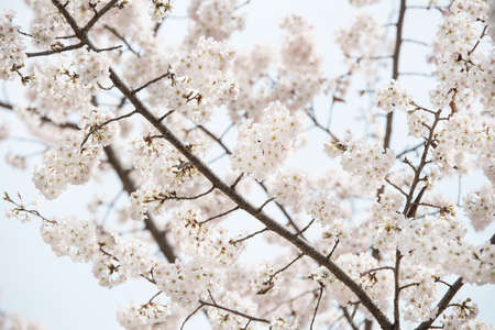 Cherry blossoms in Marchの写真素材