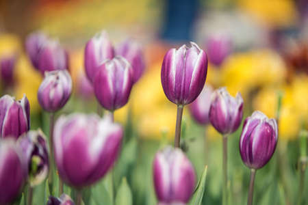 spring's first crocus flowersの写真素材