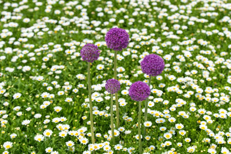 Inflorescence of giant onion (Allium Giganteum) against bright background