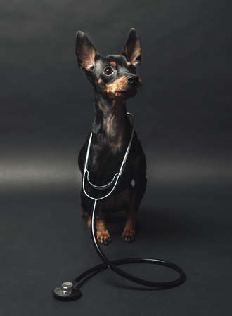 dog with a stethoscope on his neck. isolated on black backgroundの写真素材
