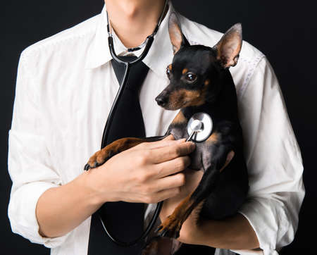 Veterinarian doctor examining a miniature-pinscher puppy with a stethoscopeの写真素材