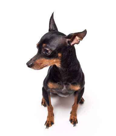 miniature-pinscher sitting against white backgroundの写真素材