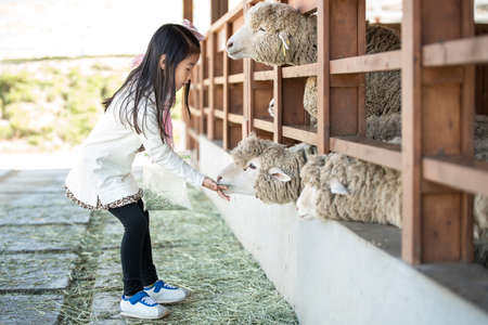 Happy girl feeding sheep ranch in South Koreaの写真素材