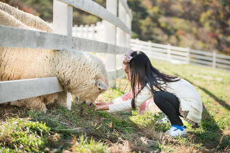 Happy girl feeding sheep ranch in South Koreaの写真素材