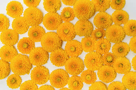 Chrysanthemum flower background