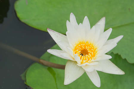 Over water with a white lotus bloom.