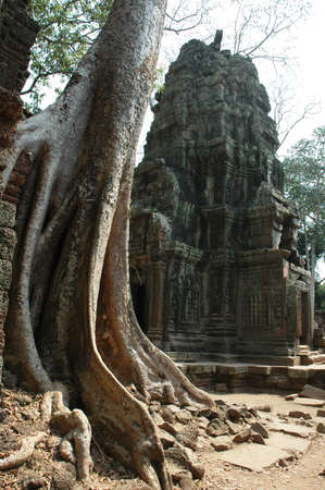 Tomb Raider Temple, Ta Phrom, Siem Reap, Cambodia