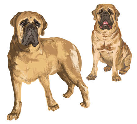 Two images of mastiff in different poses on isolated backgroundのイラスト素材