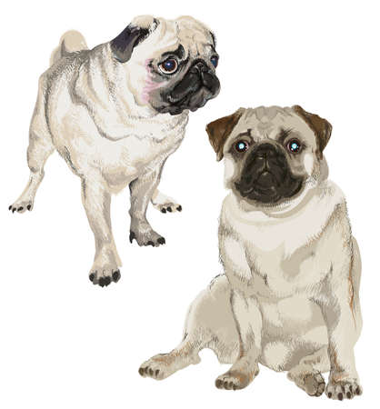 Two pictures of a white pug in different posesのイラスト素材