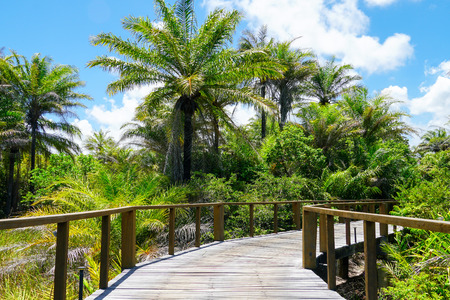 Perspective of wood bridge in deep tropical forest. Wooden bridge walkway in rain forest supporting lush ferns and palms trees during hot sunny summer. Praia do Forte, Bahia, Brazilの写真素材