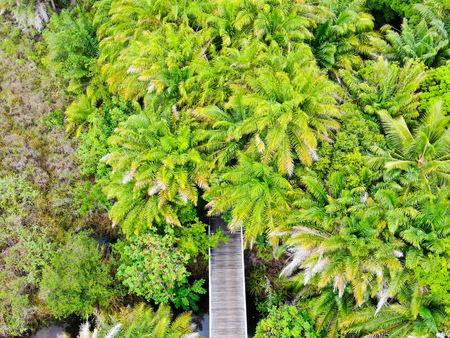 wooden walkway at mangrove forestの写真素材