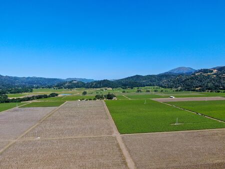 Aerial view of vineyard in Napa Valley during summer season.