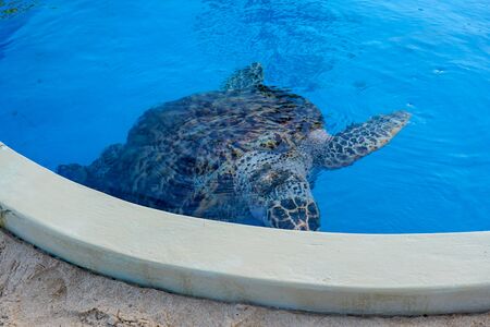 Sea turtle in a big blue water tank. Praia Do Forte, Brazil