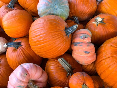 Group of pumpkins at outdoor farmers market, pumpkin harvest, pumpkin background. Halloween costume, Halloween decoration.の写真素材