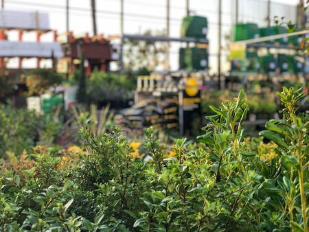 Rows of colorful flowers and plants for sale at a garden nursery center and green house.の写真素材