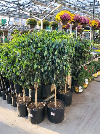 Rows of colorful flowers and plants for sale at a garden nursery at The Home Depot, San Diego, USA. October, 15th, 2019のeditorial素材