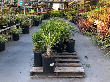 Rows of colorful flowers and plants for sale at a garden nursery at The Home Depot, San Diego, USA. October, 15th, 2019のeditorial素材
